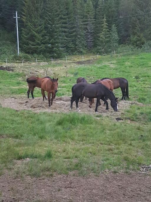 River Run Ranch - Telemark Drangedal エクステリア 写真