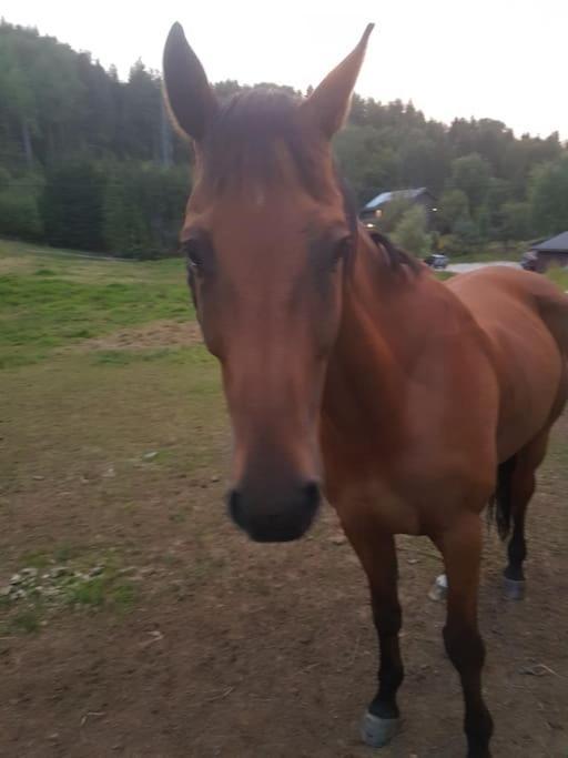 River Run Ranch - Telemark Drangedal エクステリア 写真