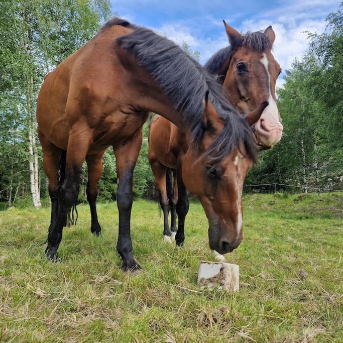 River Run Ranch - Telemark Drangedal エクステリア 写真