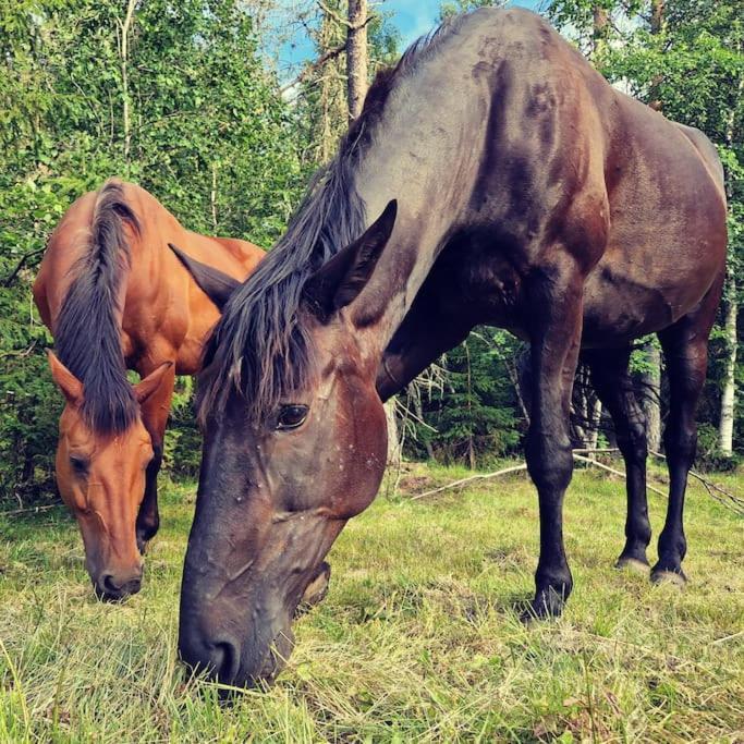 River Run Ranch - Telemark Drangedal エクステリア 写真