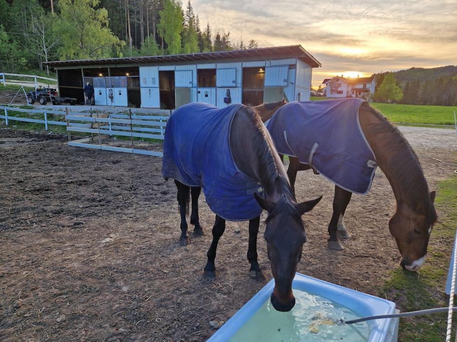 River Run Ranch - Telemark Drangedal エクステリア 写真
